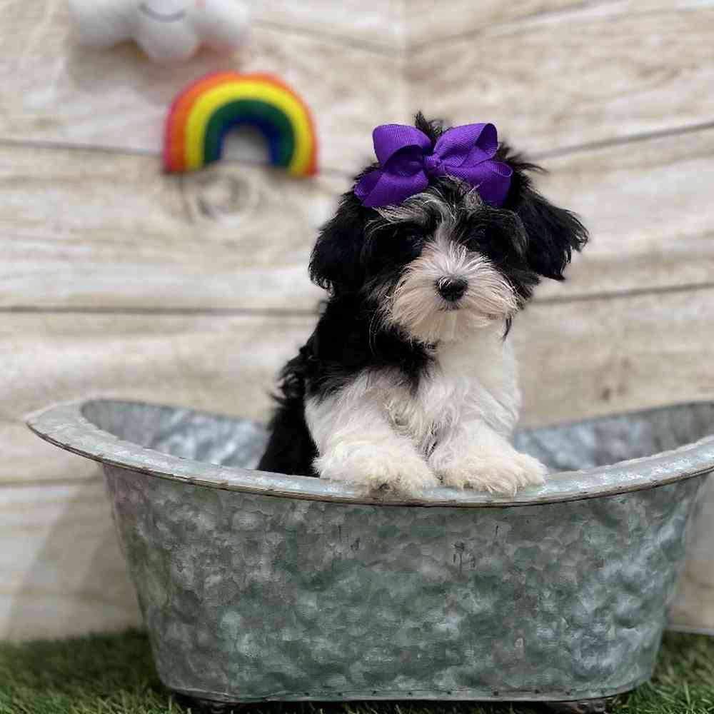 Female Havamalt Puppy for Sale in Braintree, MA