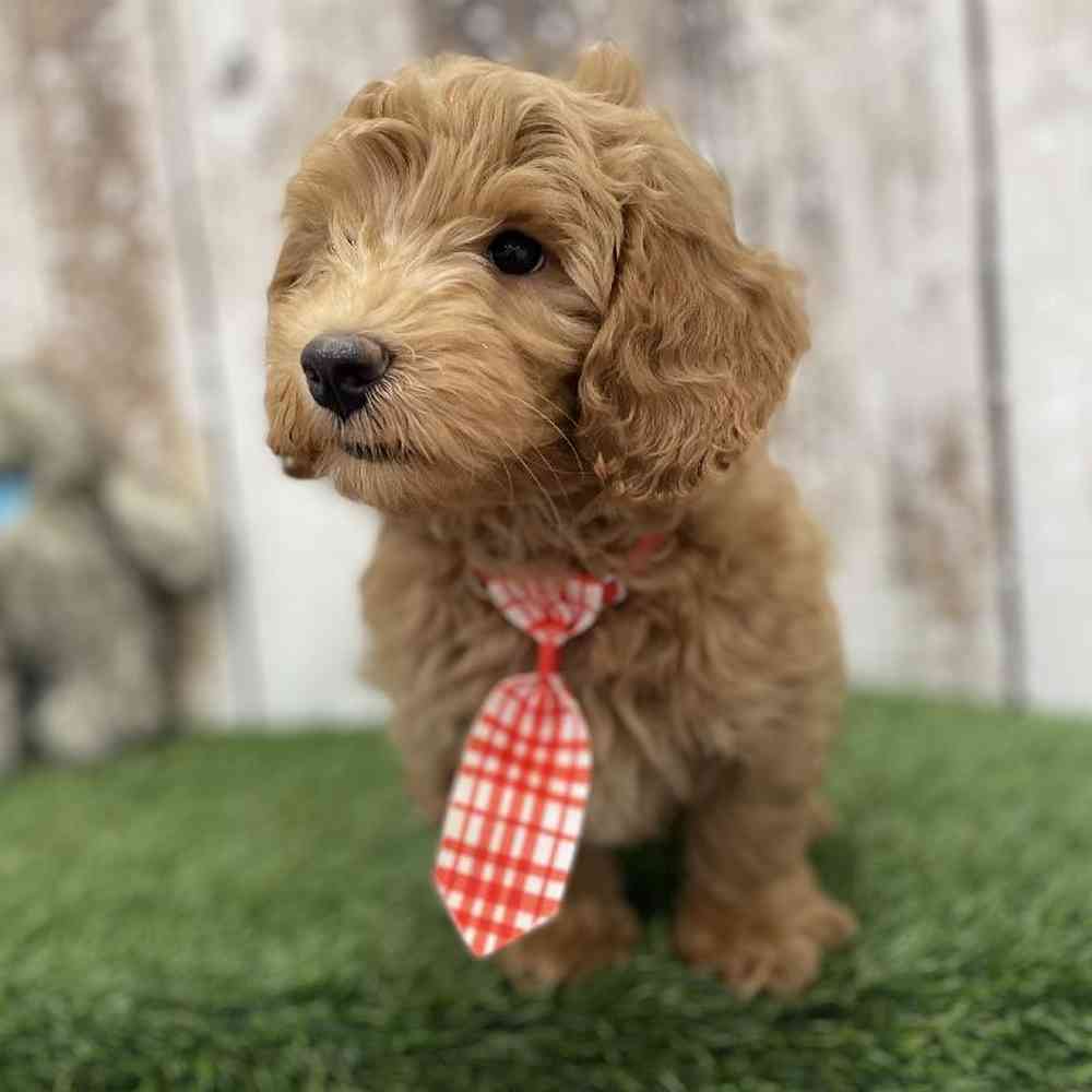 Male Mini Goldendoodle 2nd Gen Puppy for Sale in Braintree, MA