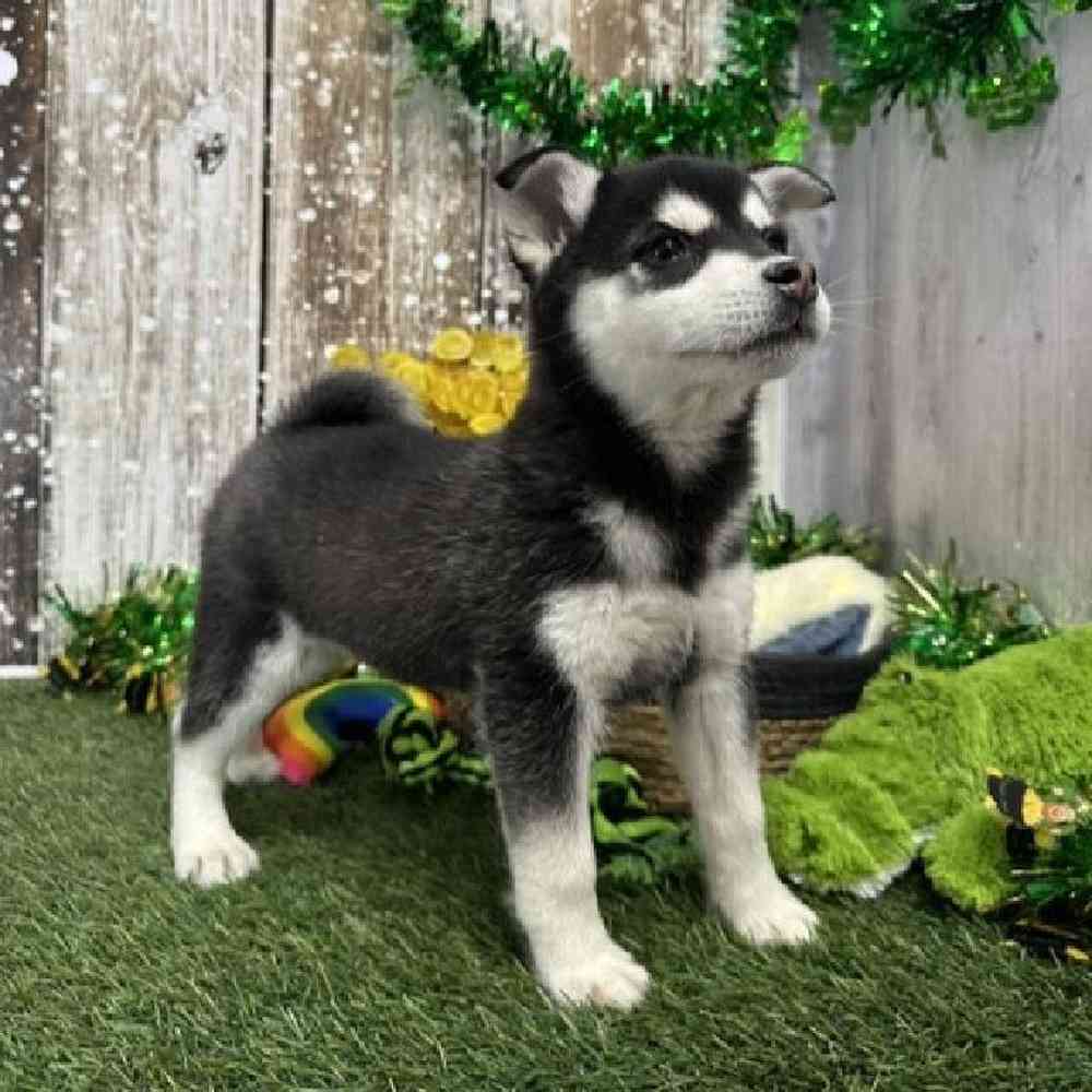 Male Alaskan Klee Kai Puppy for Sale in Saugus, MA