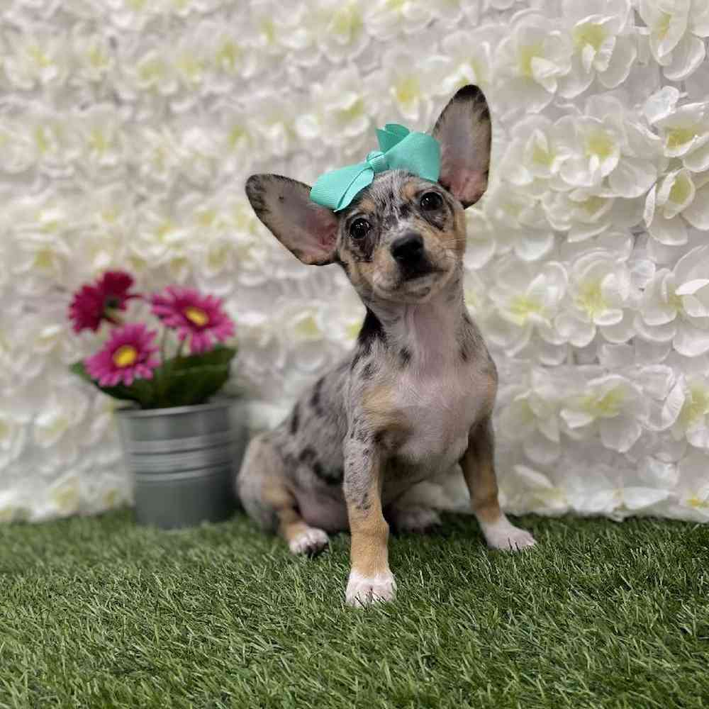 Female Chihuahua Puppy for Sale in Braintree, MA