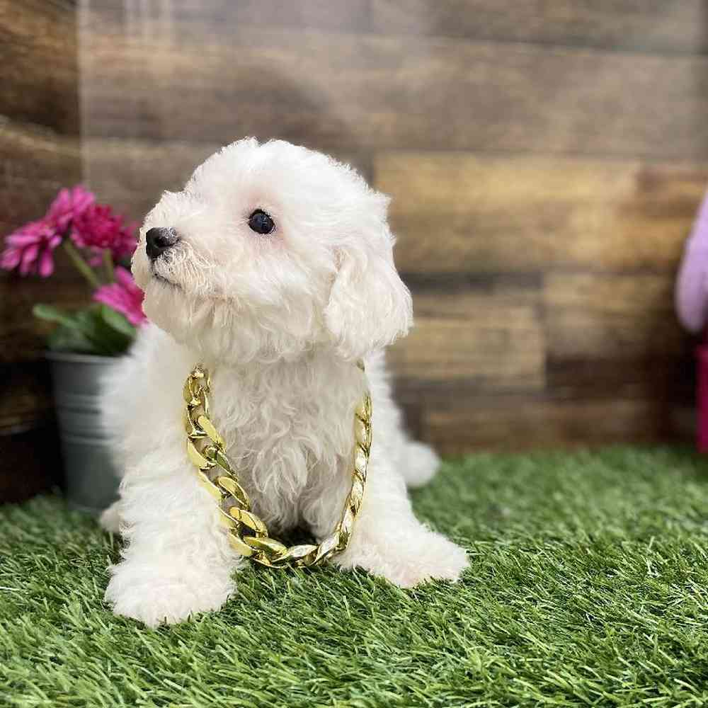 Male Bichon Frise Puppy for Sale in Braintree, MA