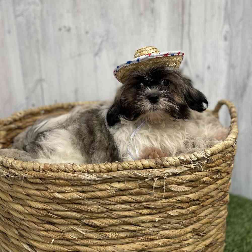 Male Shih Tzu Puppy for sale