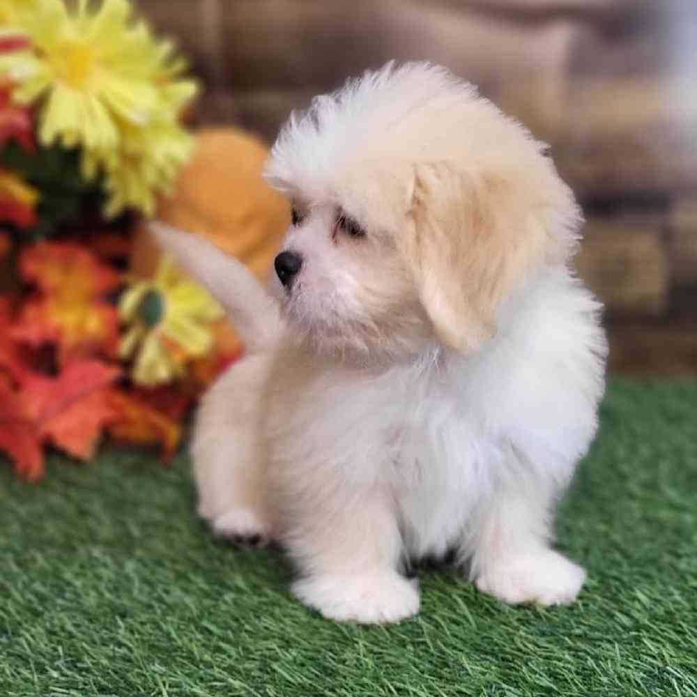 Male Lhasa Apso Puppy for Sale in Saugus, MA