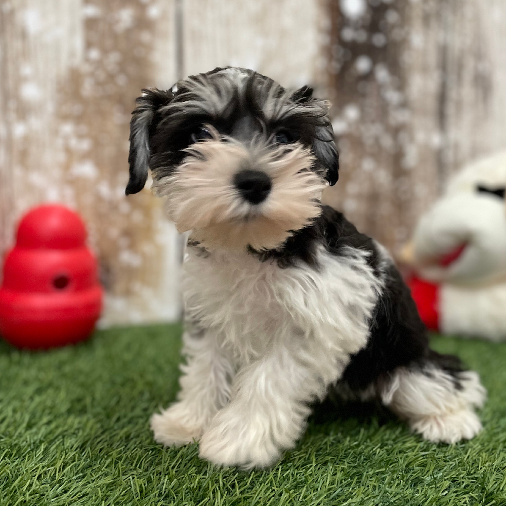 Male Miniature Schnauzer Puppy for Sale in Braintree, MA