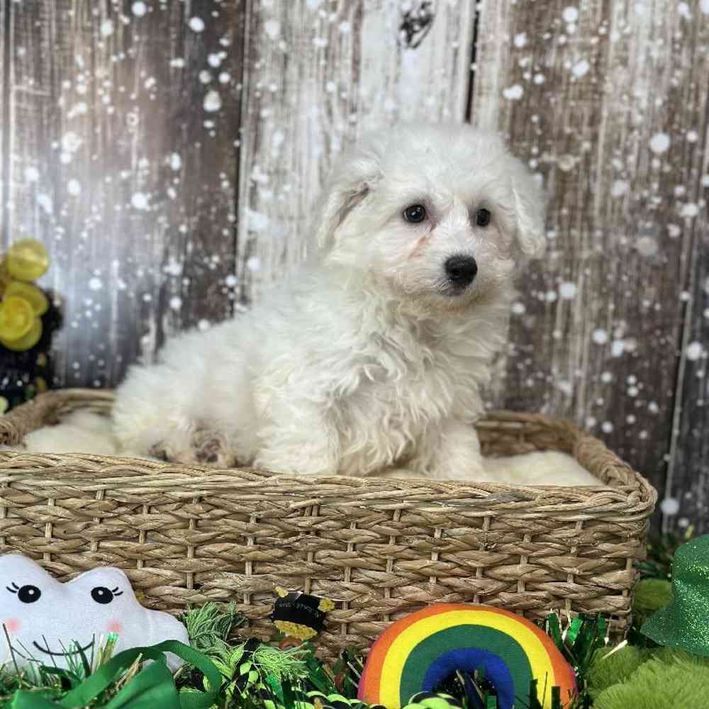 Male Griffichon Puppy for Sale in Saugus, MA