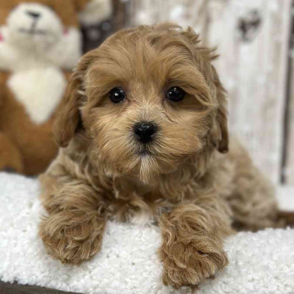 Female Shih-Poo Puppy for Sale in Saugus, MA
