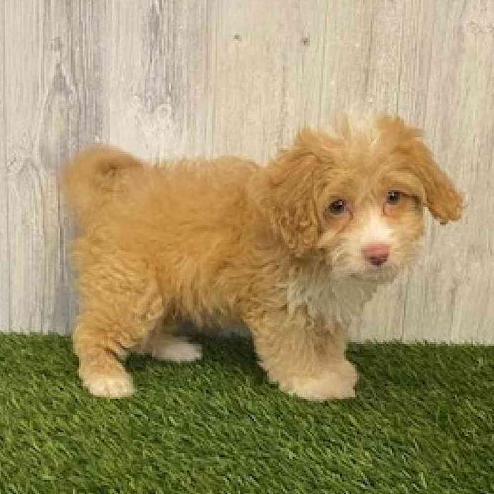 Female Cockapoo Puppy for sale