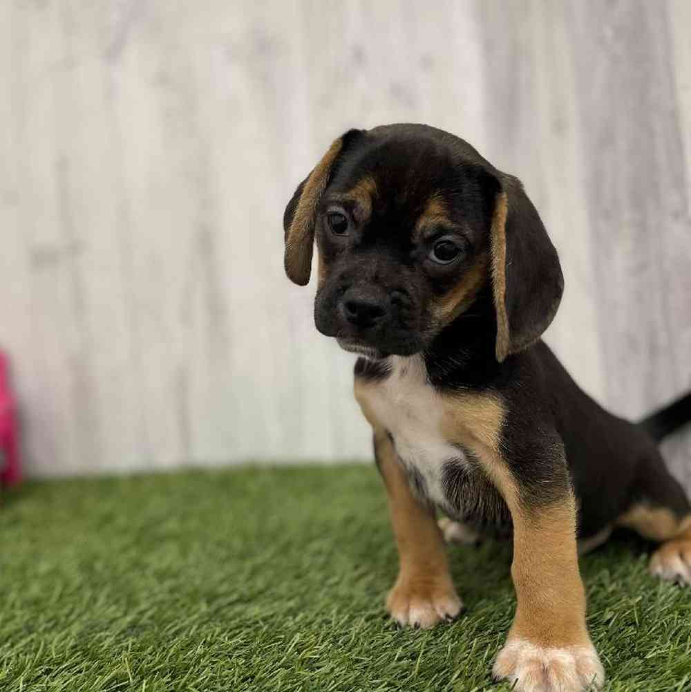Male Puggle Puppy for Sale in Braintree, MA