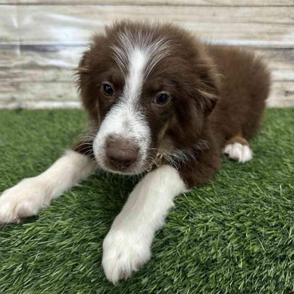 Male Miniature Australian Shepherd Puppy for Sale in Saugus, MA