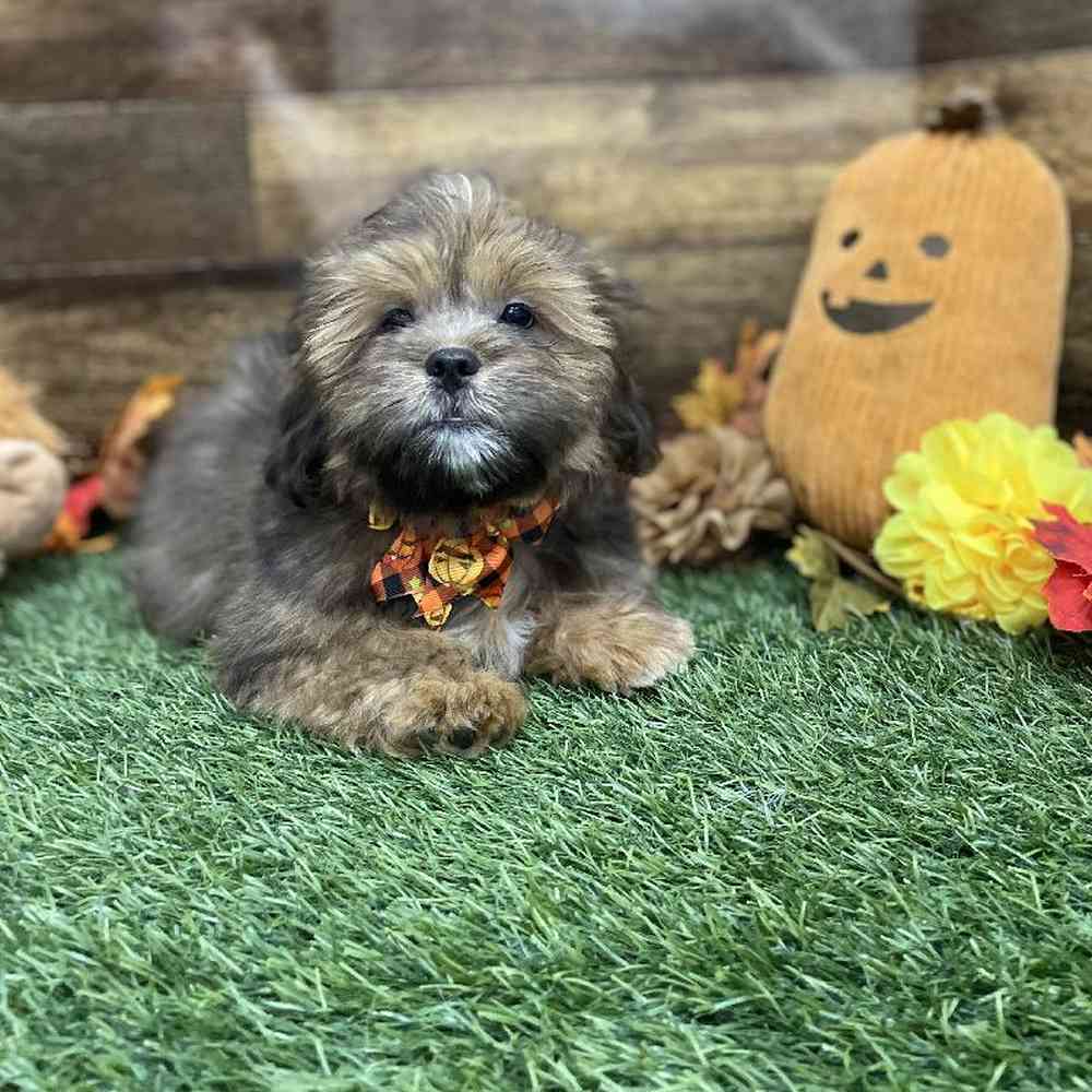 Male Lhasa Apso Puppy for Sale in Braintree, MA