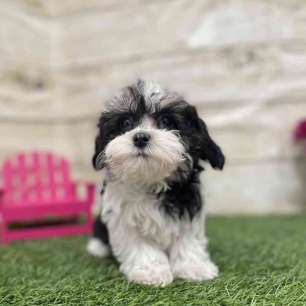 Female Havamalt Puppy for Sale in Braintree, MA
