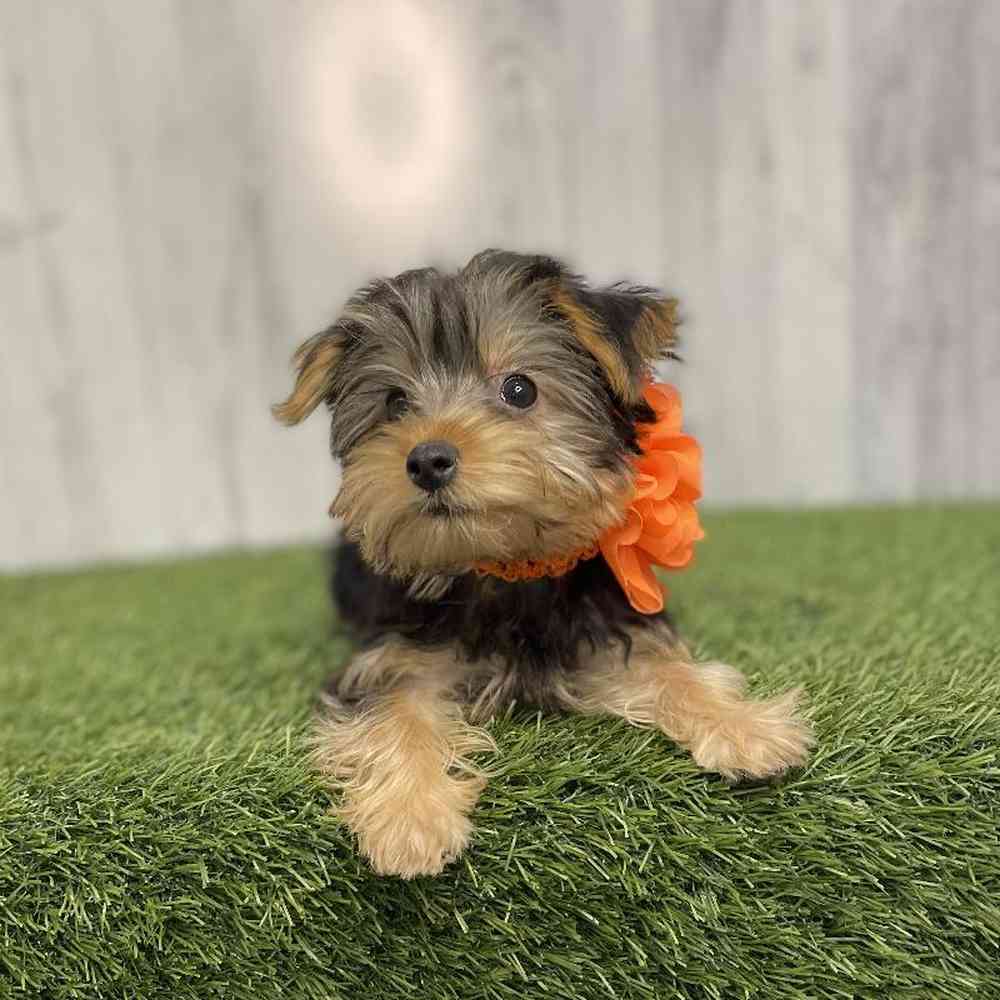 Female Yorkshire Terrier Puppy for sale