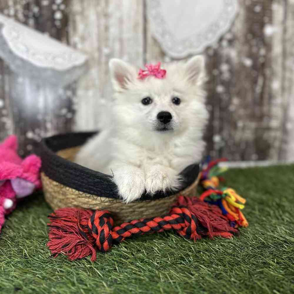 Female American Eskimo Puppy for Sale in Saugus, MA