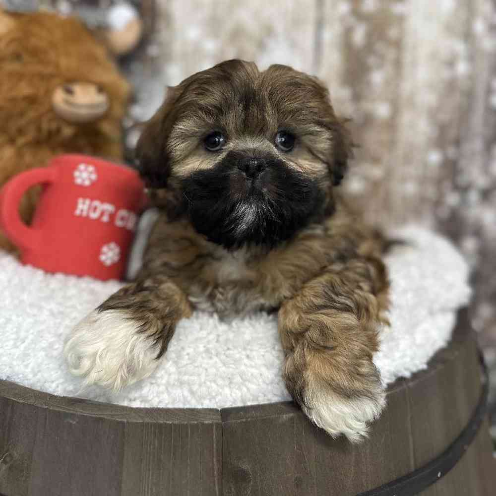 Female Lhasa Apso Puppy for Sale in Saugus, MA