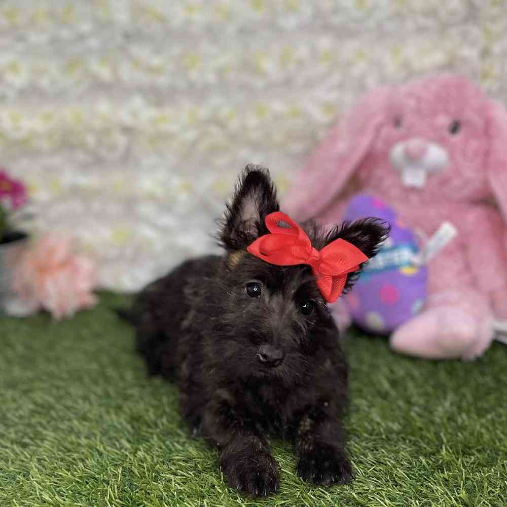 Female Cairn Terrier Puppy for Sale in Braintree, MA