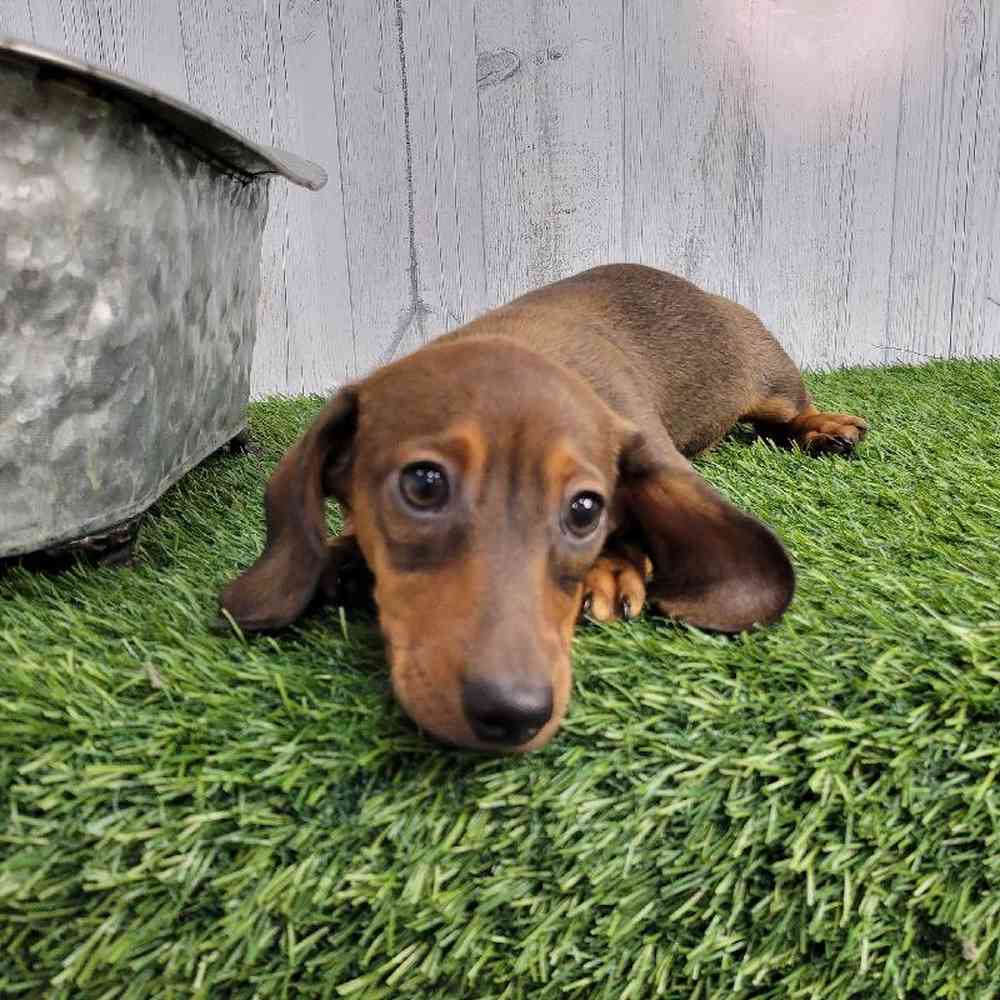 Male Dachshund Puppy for sale