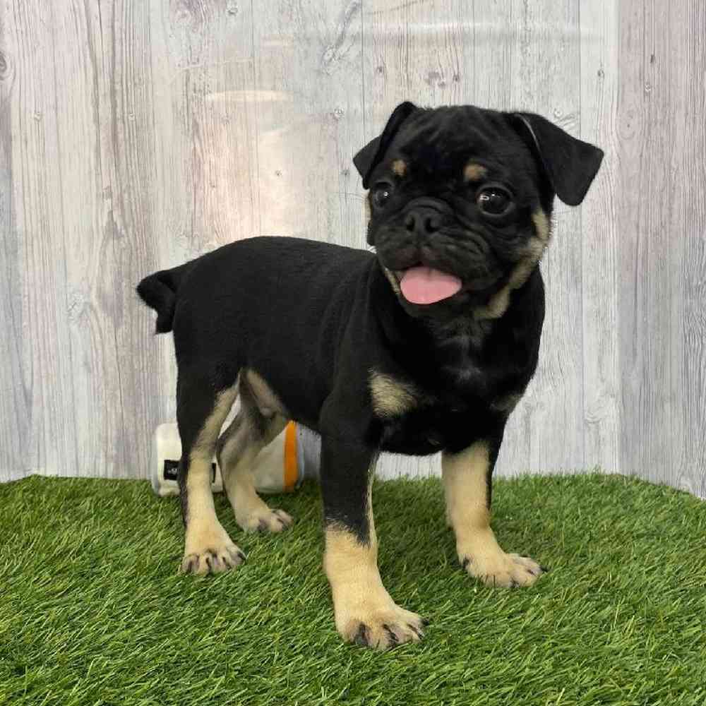 Male Pug Puppy for Sale in Saugus, MA