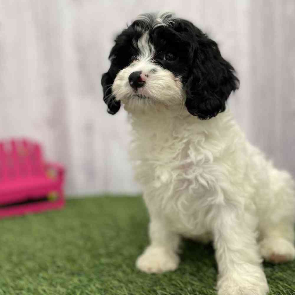 Male Cavapoo Puppy for Sale in Braintree, MA