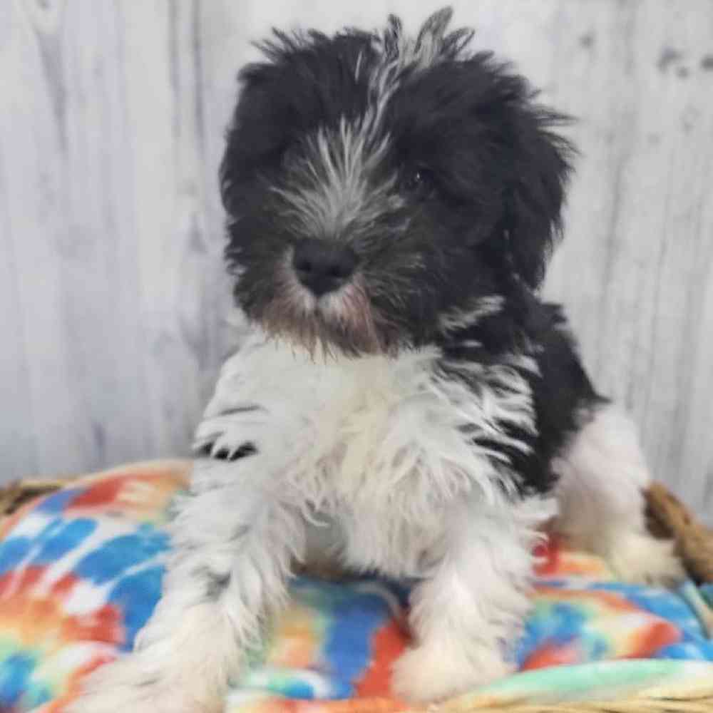 Male Miniature Schnauzer Puppy for Sale in Saugus, MA