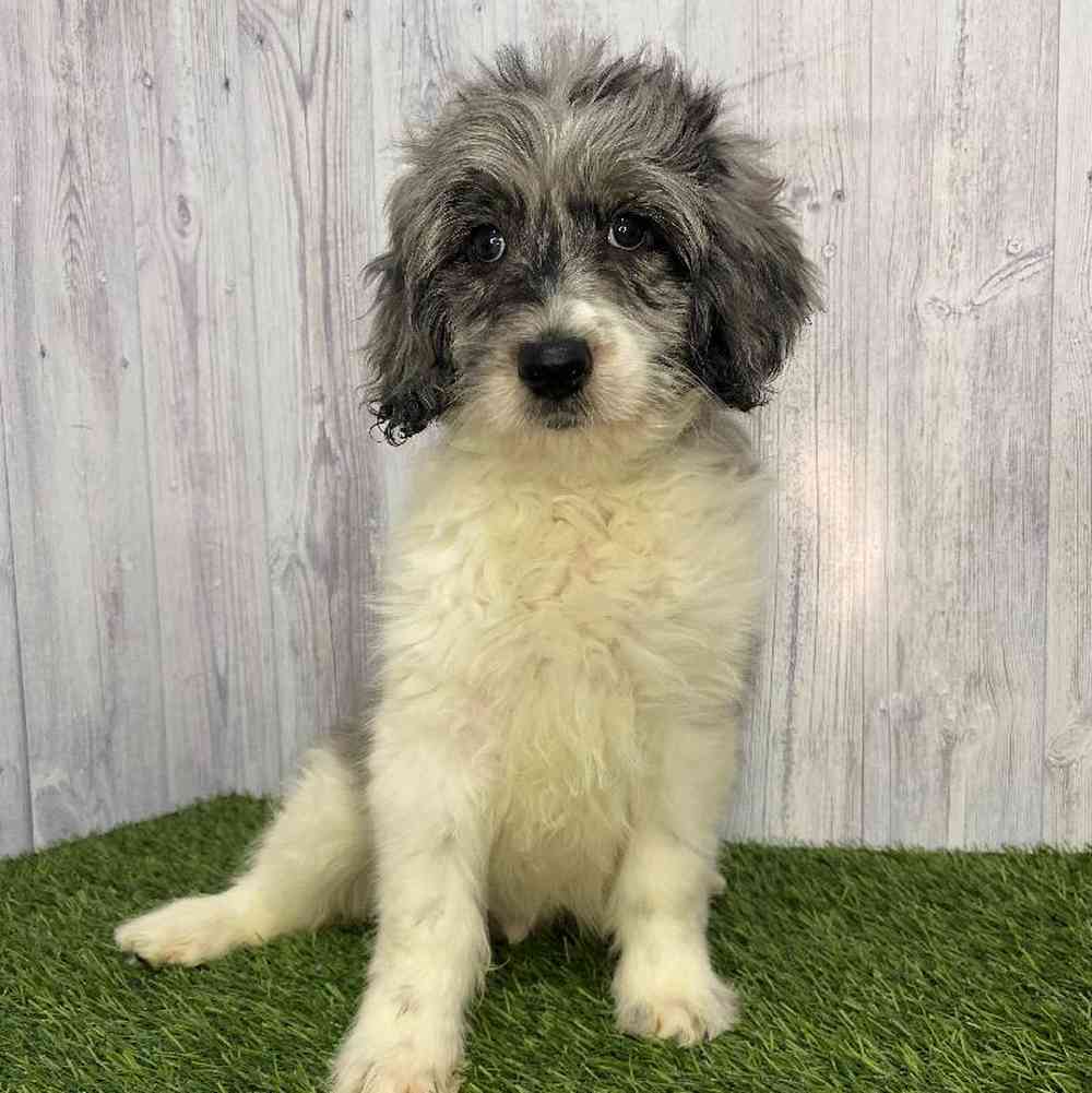 Male Mini Goldendoodle 2nd Gen Puppy for Sale in Saugus, MA