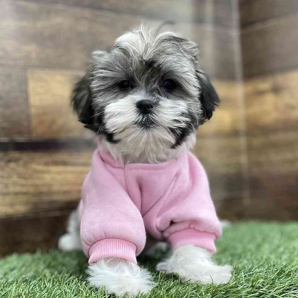 Female Malshi Puppy for Sale in Braintree, MA