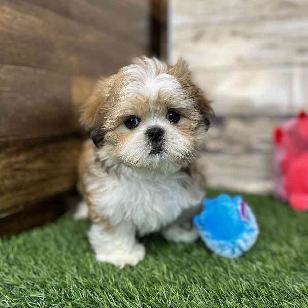 Male Shih Tzu Puppy for Sale in Saugus, MA