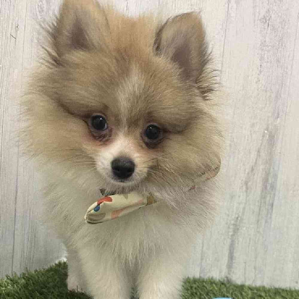 Male Pomeranian Puppy for Sale in Braintree, MA