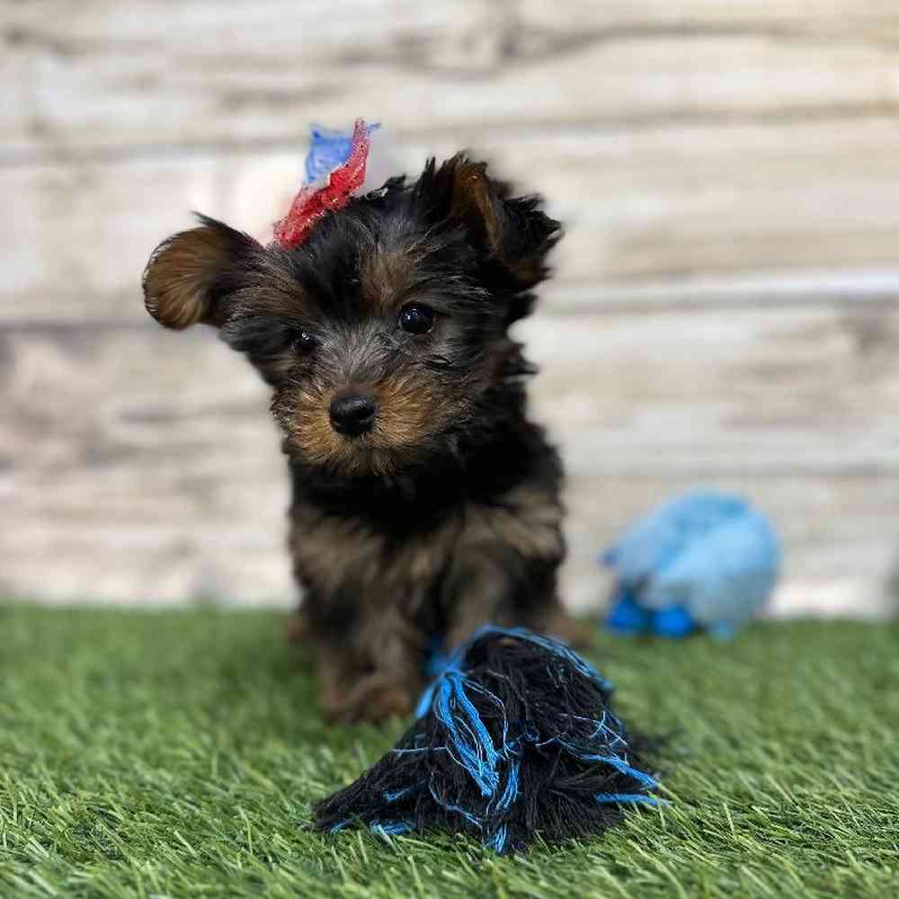 Female Yorkshire Terrier Puppy for Sale in Saugus, MA