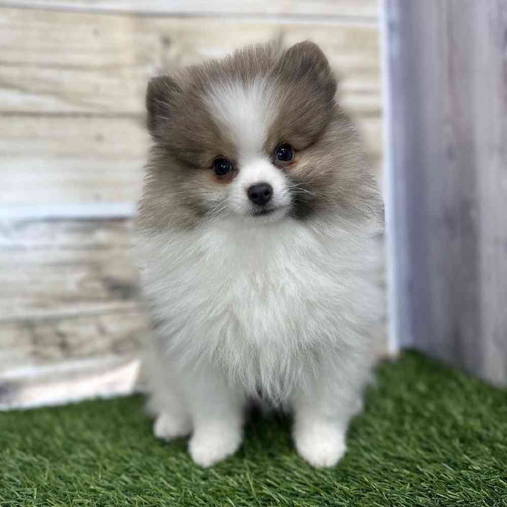 Male Pomeranian Puppy for Sale in Saugus, MA