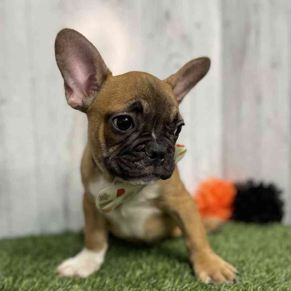 Male French Bulldog Puppy for sale