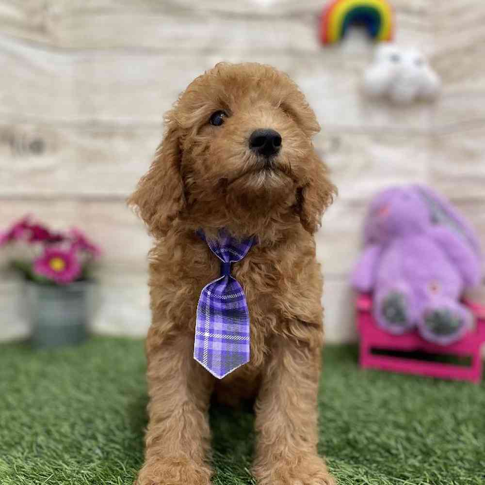 Male Mini Labradoodle 2nd Gen Puppy for Sale in Braintree, MA