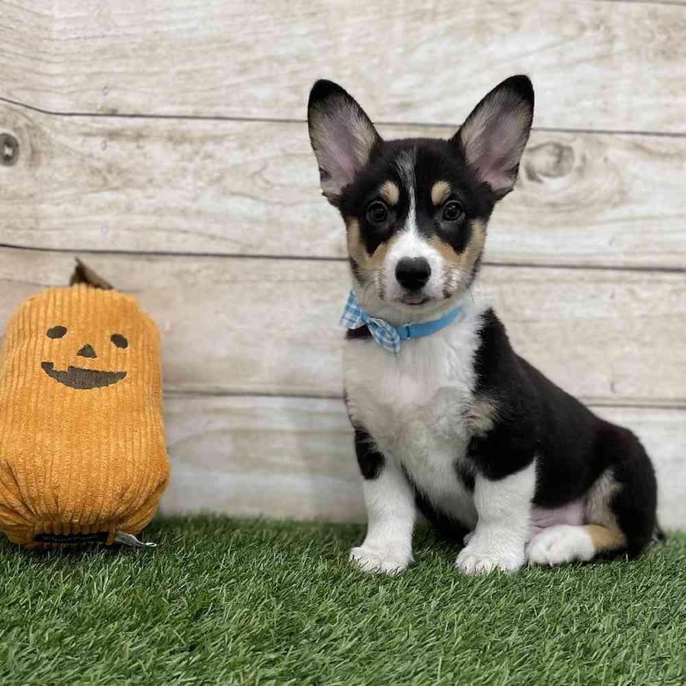 Pembroke Welsh For Sale Pet Express Braintree