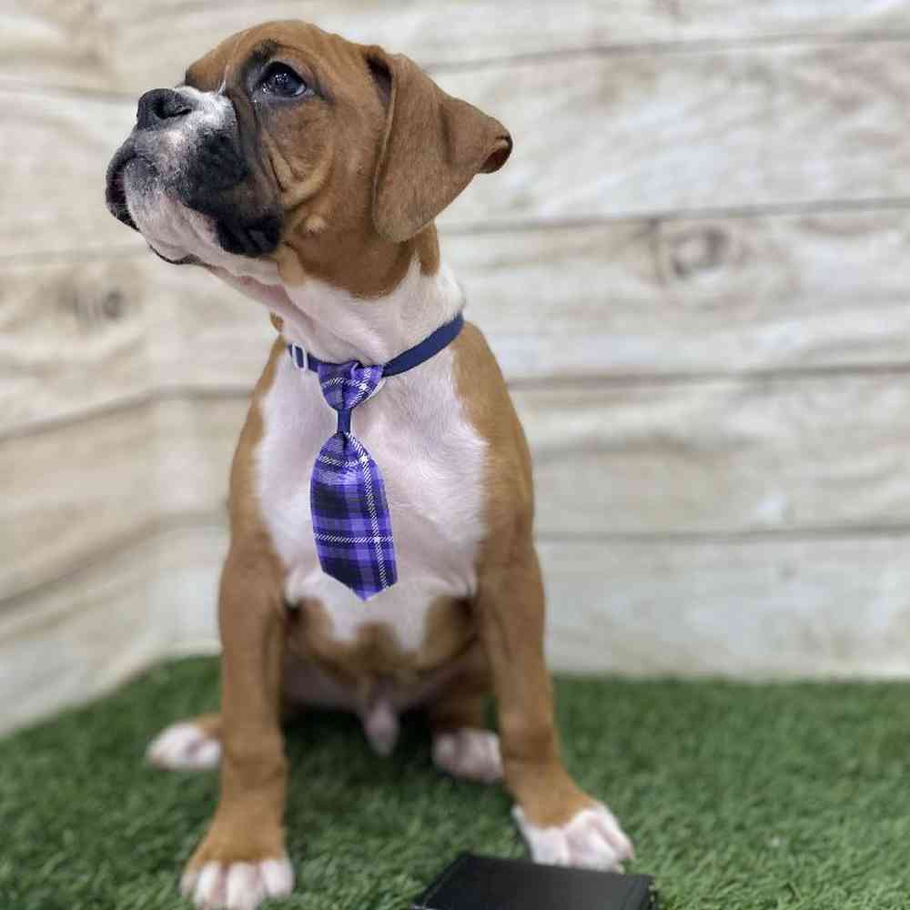 Male Boxer Puppy for Sale in Braintree, MA