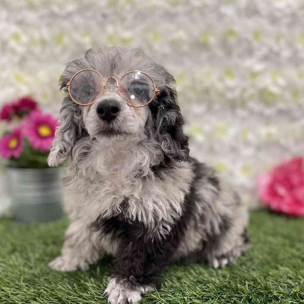 Male Poodle Toy Puppy for Sale in Braintree, MA