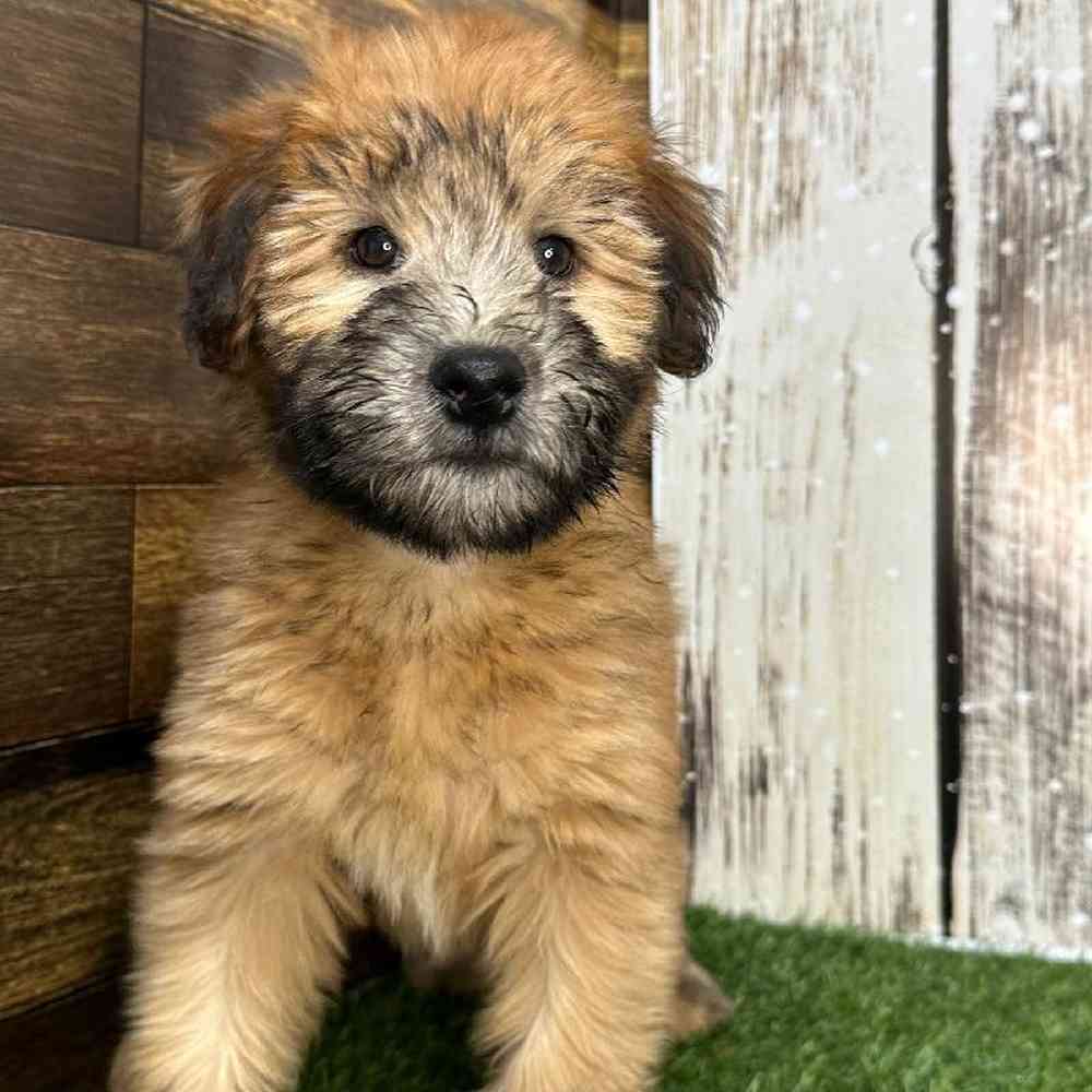 Female Soft Coated Wheaten Terrier Puppy for Sale in Saugus, MA