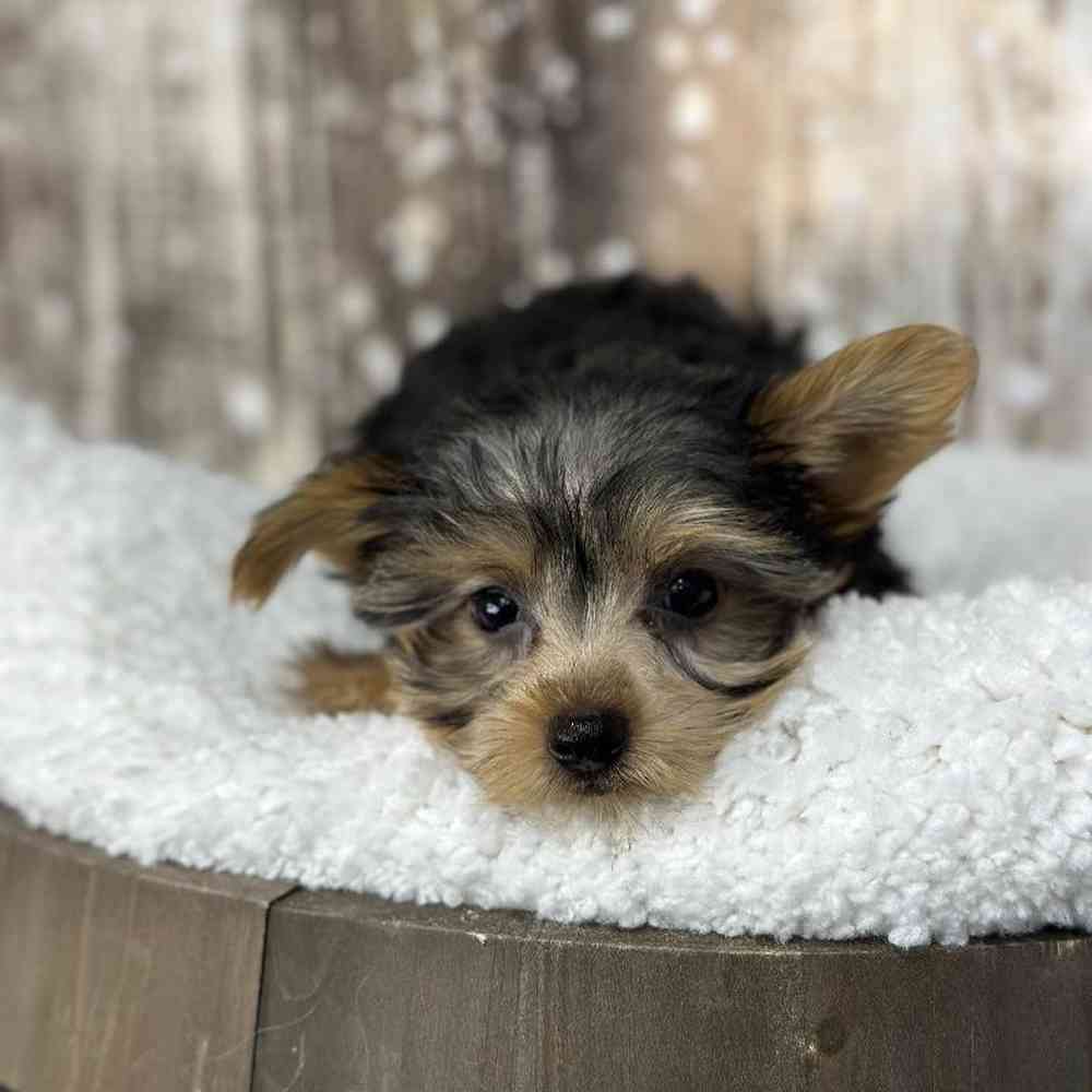 Male Yorkshire Terrier Puppy for Sale in Saugus, MA