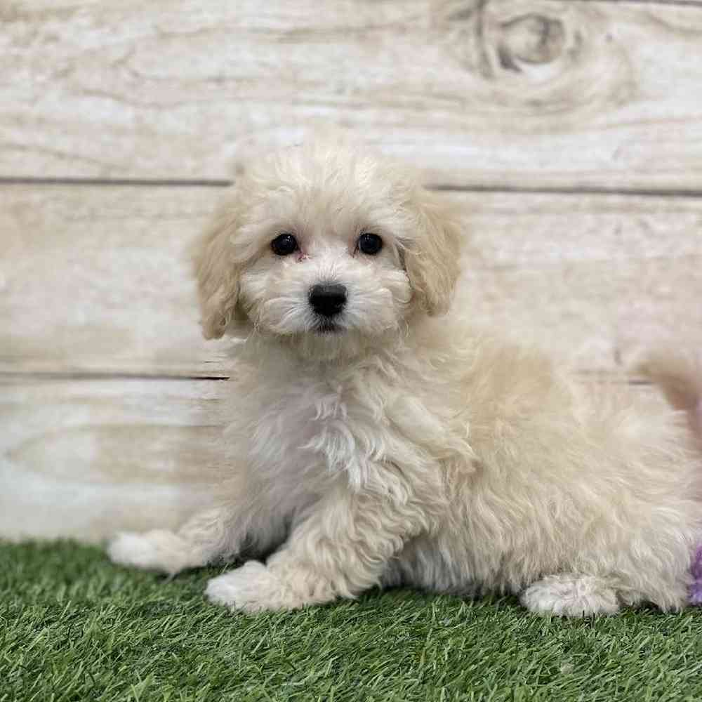 Female Cavachon Puppy for Sale in Braintree, MA