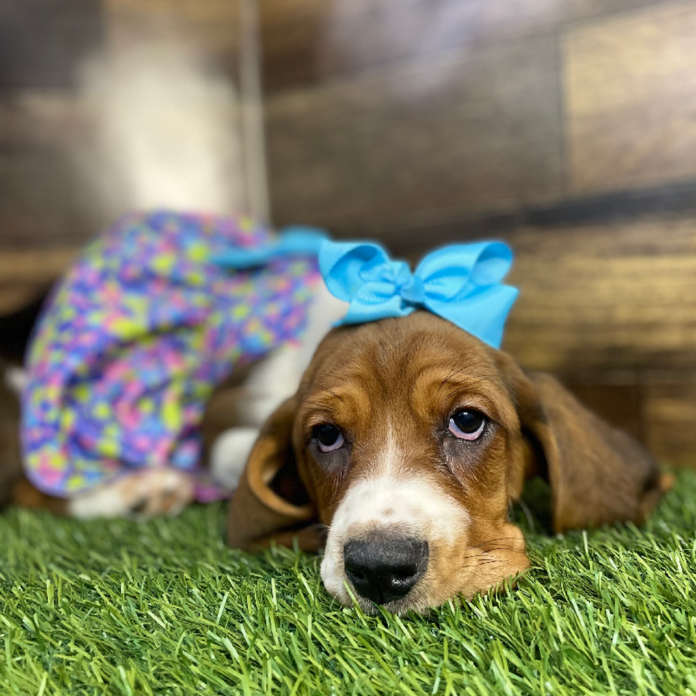 Female Basset Hound Puppy for Sale in Braintree, MA