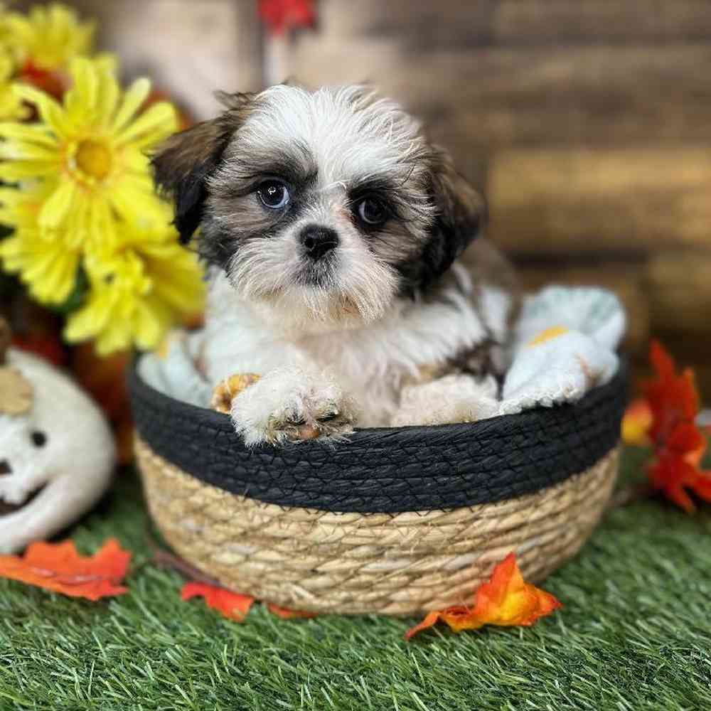 Female Shih Tzu Puppy for Sale in Saugus, MA