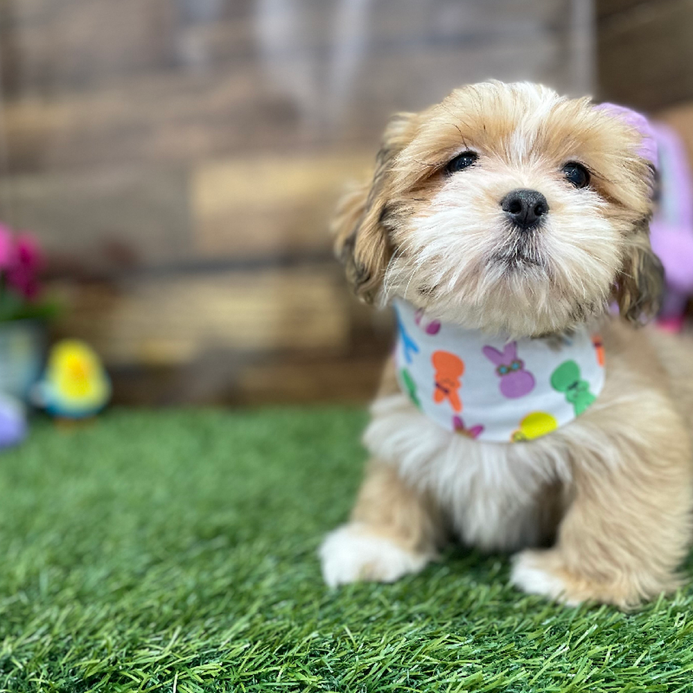 Male Lhasa Apso Puppy for Sale in Braintree, MA