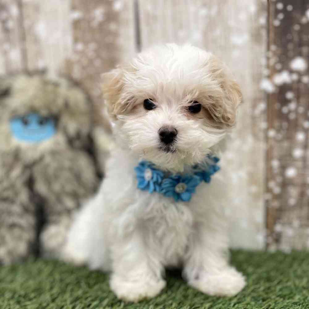 Female Malti-Poo Puppy for Sale in Braintree, MA
