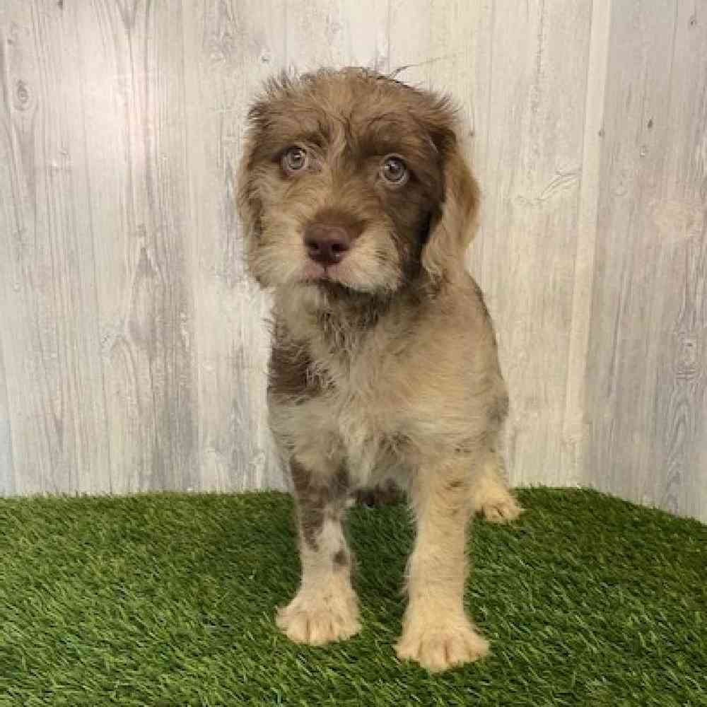 Male Mini Labradoodle Puppy for sale