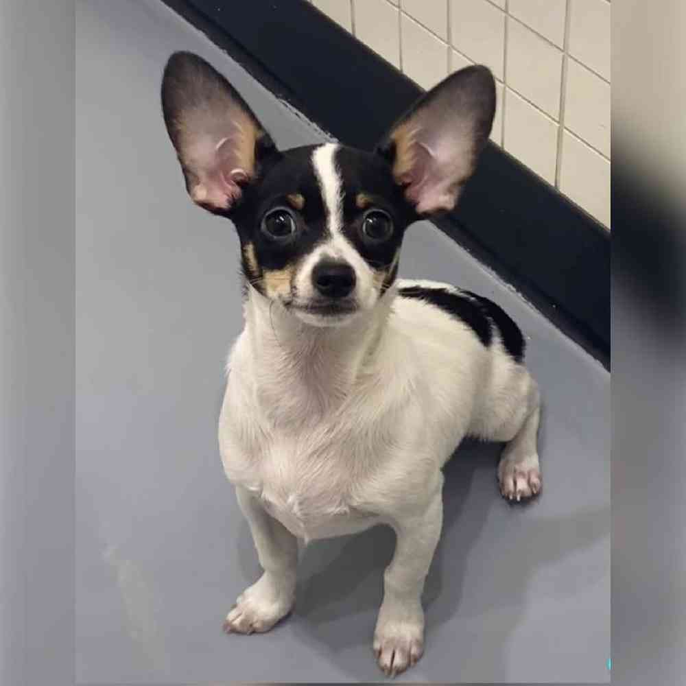 Male Chihuahua Puppy for Sale in Saugus, MA