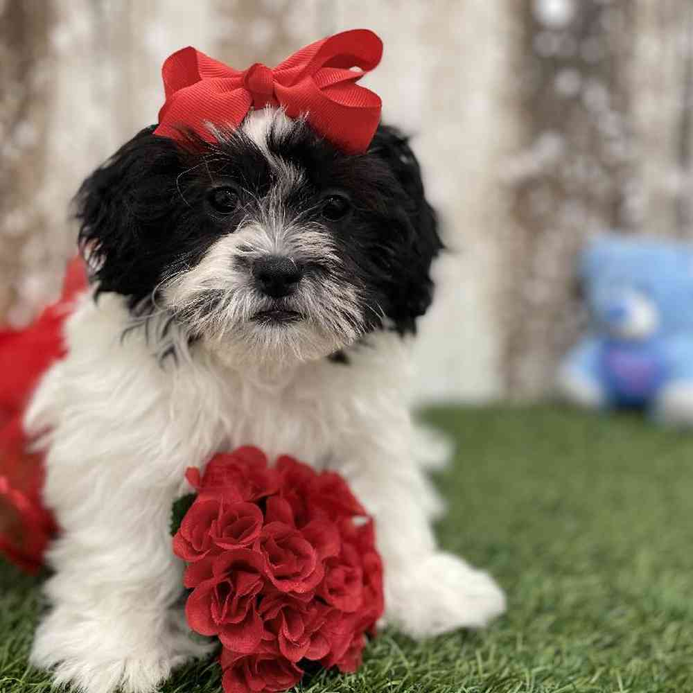 Female Teddy Bear (Zuchon) Puppy for Sale in Braintree, MA