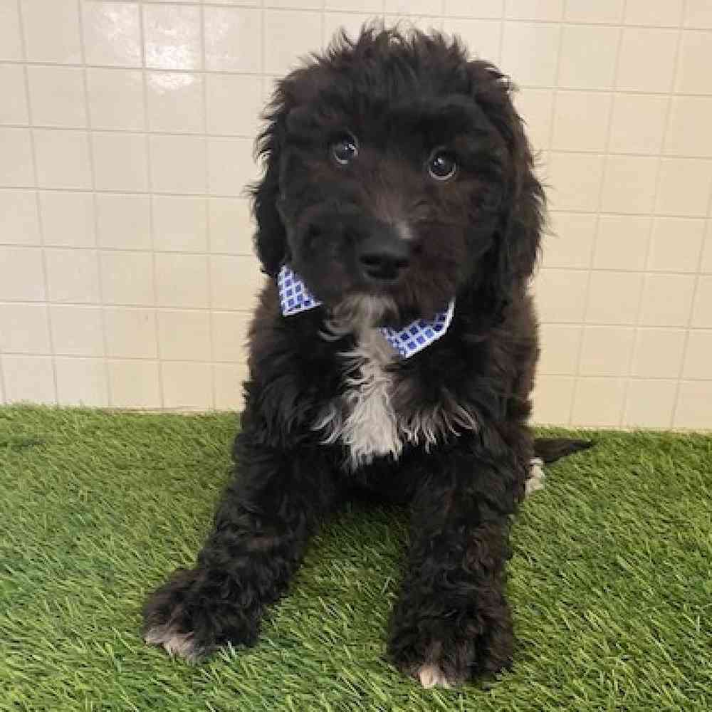 Male Aussiedoodle Puppy for sale