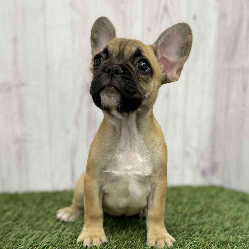 Female French Bulldog Puppy for Sale in Braintree, MA