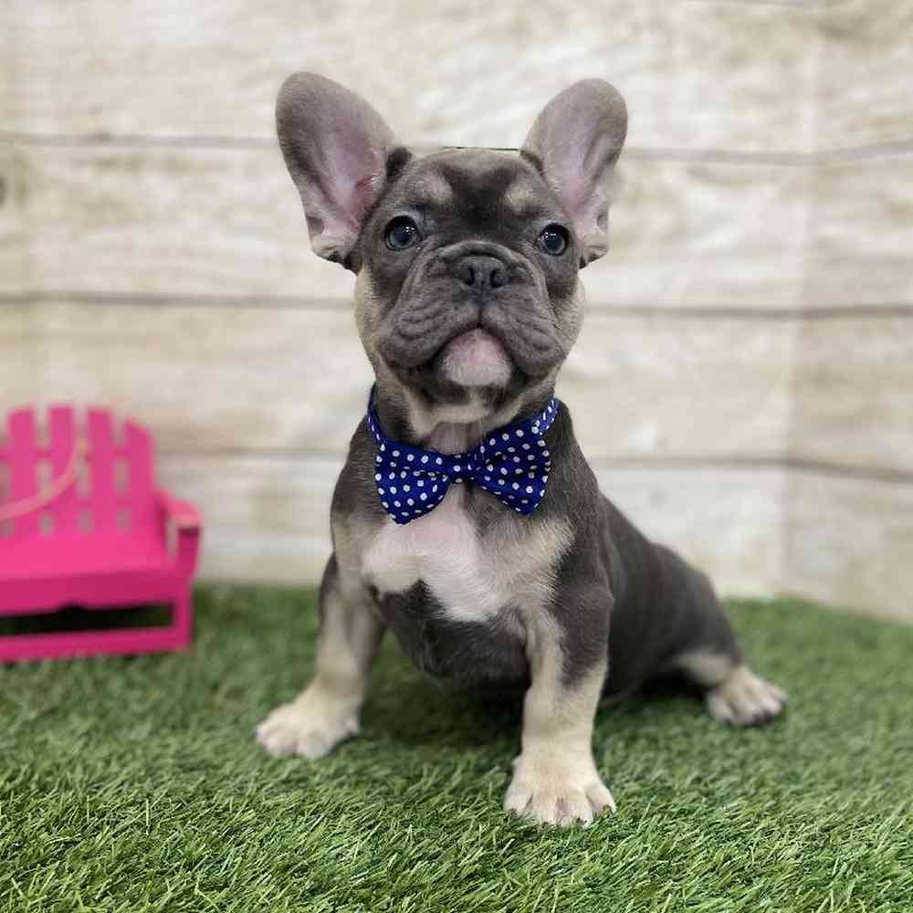 Male French Bulldog Puppy for Sale in Braintree, MA