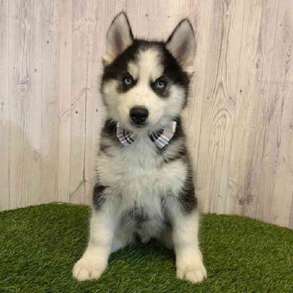 Male Siberian Husky Puppy for Sale in Saugus, MA