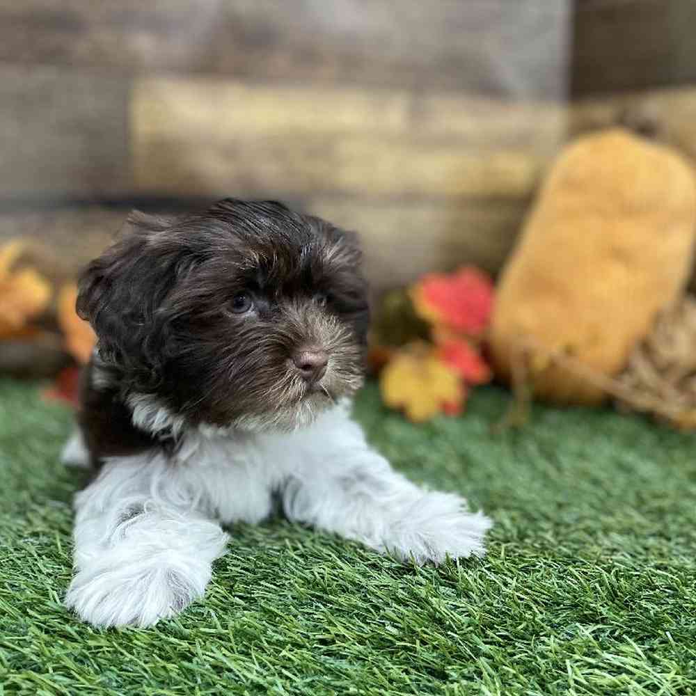 Male Havanese Puppy for Sale in Braintree, MA