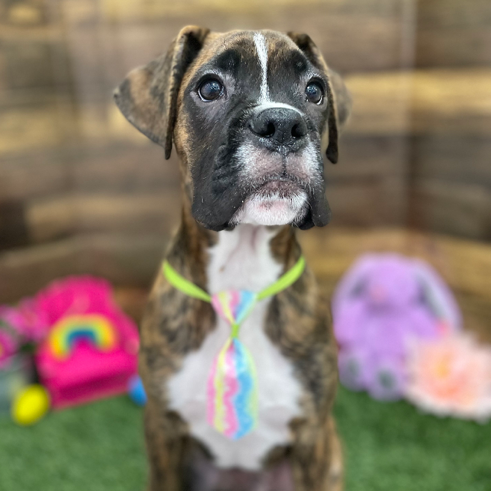 Male Boxer Puppy for Sale in Braintree, MA